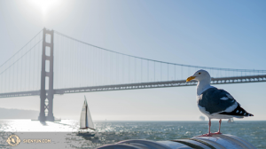 Seagull perched on San Francisco bay. (Photo by dancer Kenji Kobayashi)